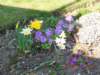 Spring at Kirkhill